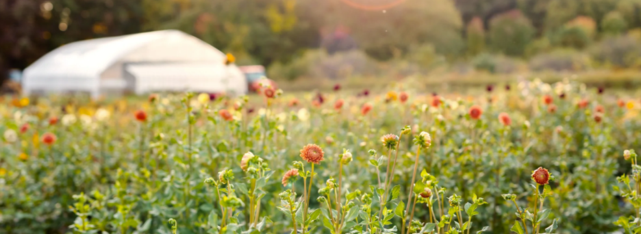 Photo of lowers growing at Rooted Flowers